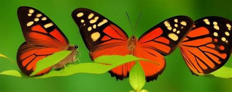 蝴蝶代表什么 喜沖喜迷信